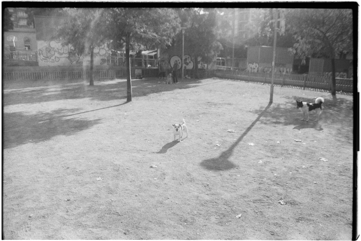 Things to Do in Balaclava: Carlisle Street, The Astor, and Weekend Plans