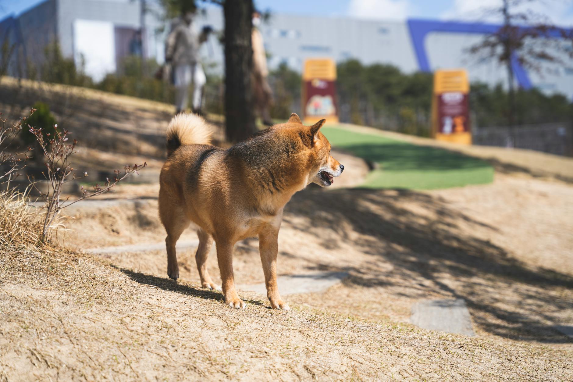 Dog-Friendly Brighton — Parks, Cafes & Beach Walks