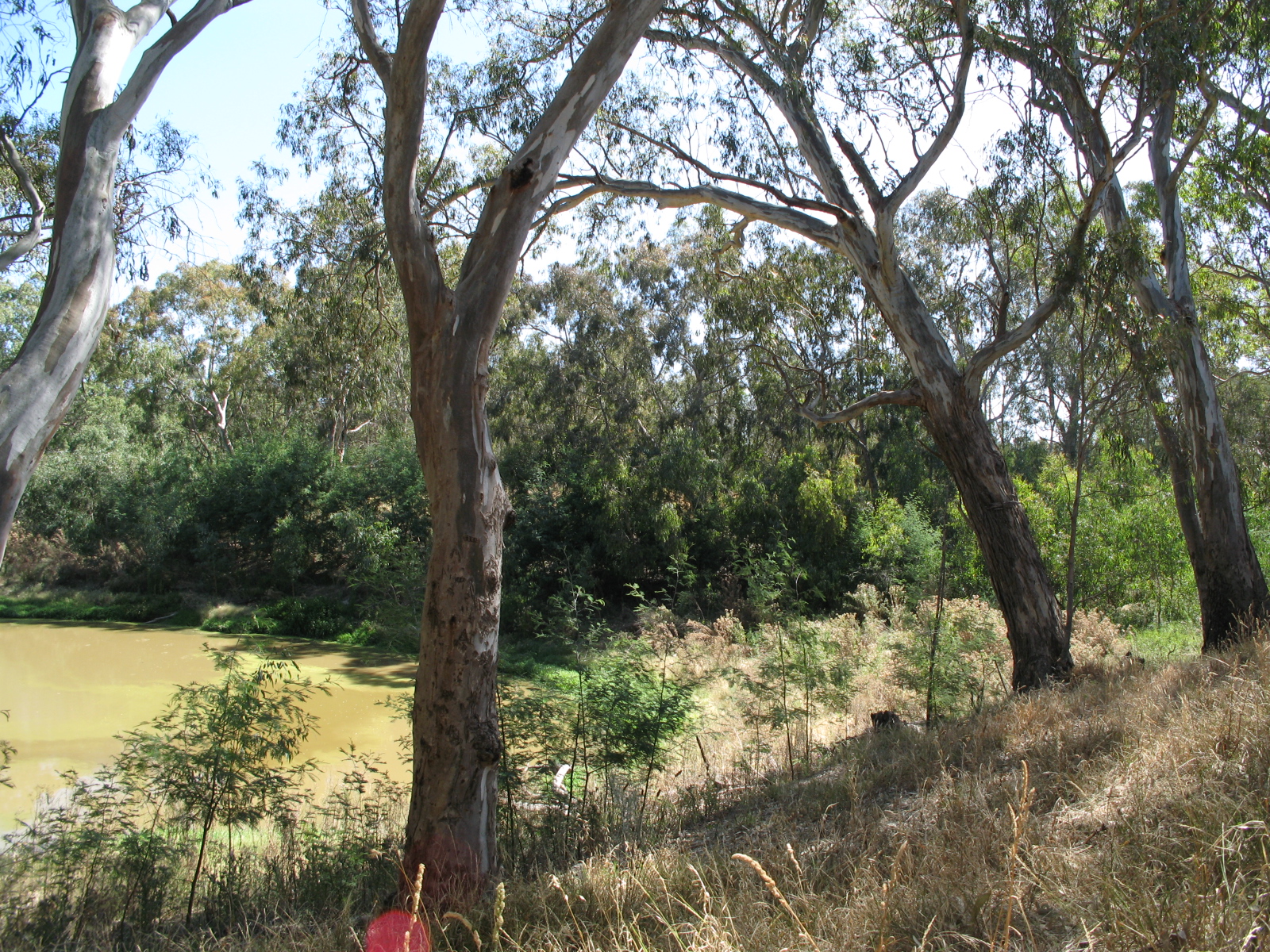Bulleen Fixer-Uppers 2026: Renovation Opportunities and Returns