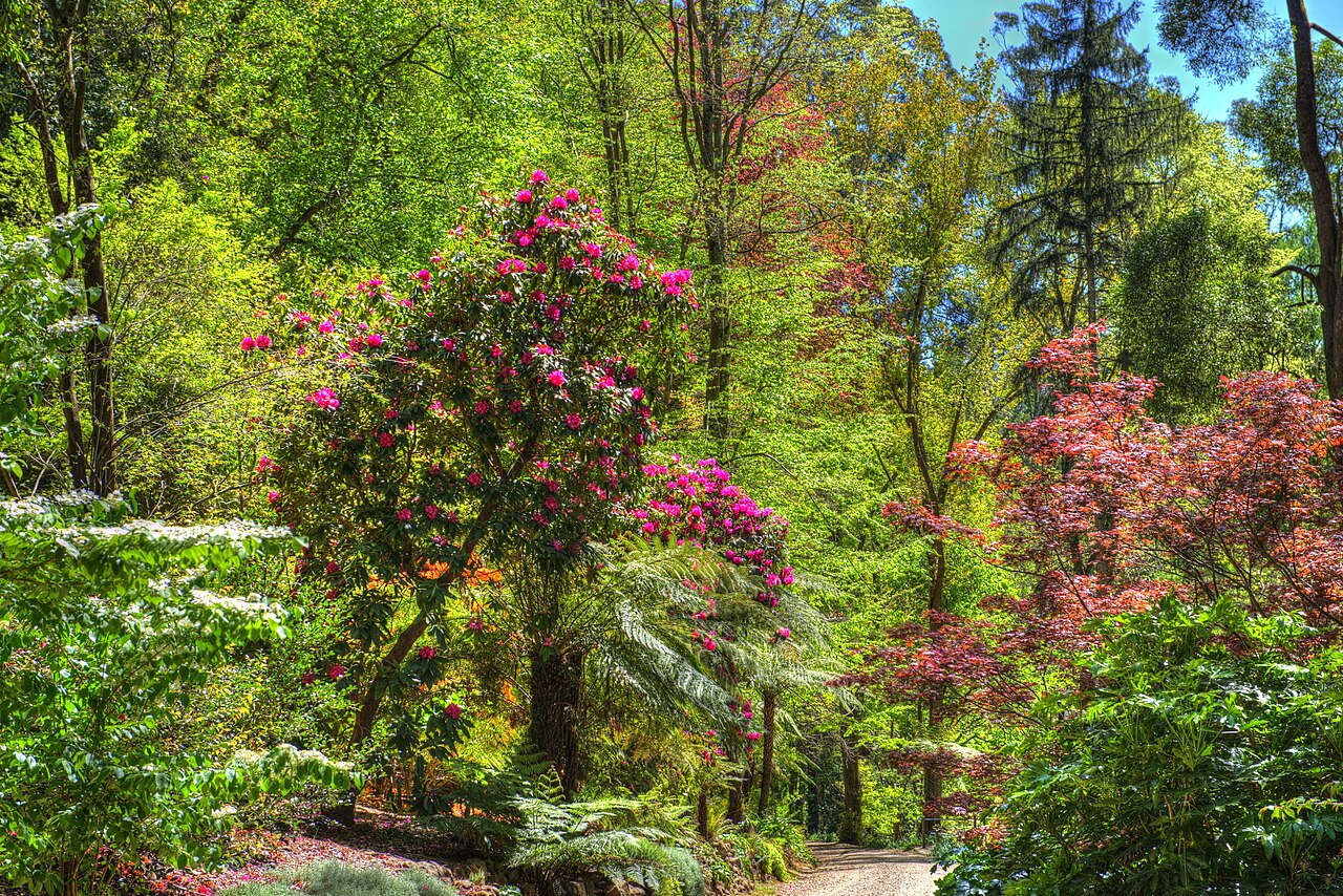 Azaleas and rhododendrons in flower at Alfred Nicholas Memorial Gardens