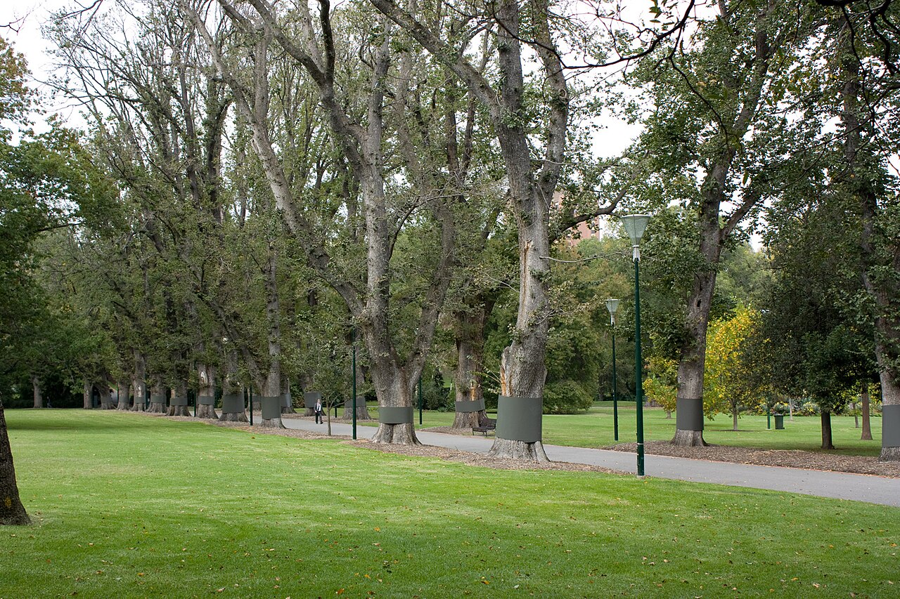 Avenue of elms in Fitzroy Gardens, Melbourne