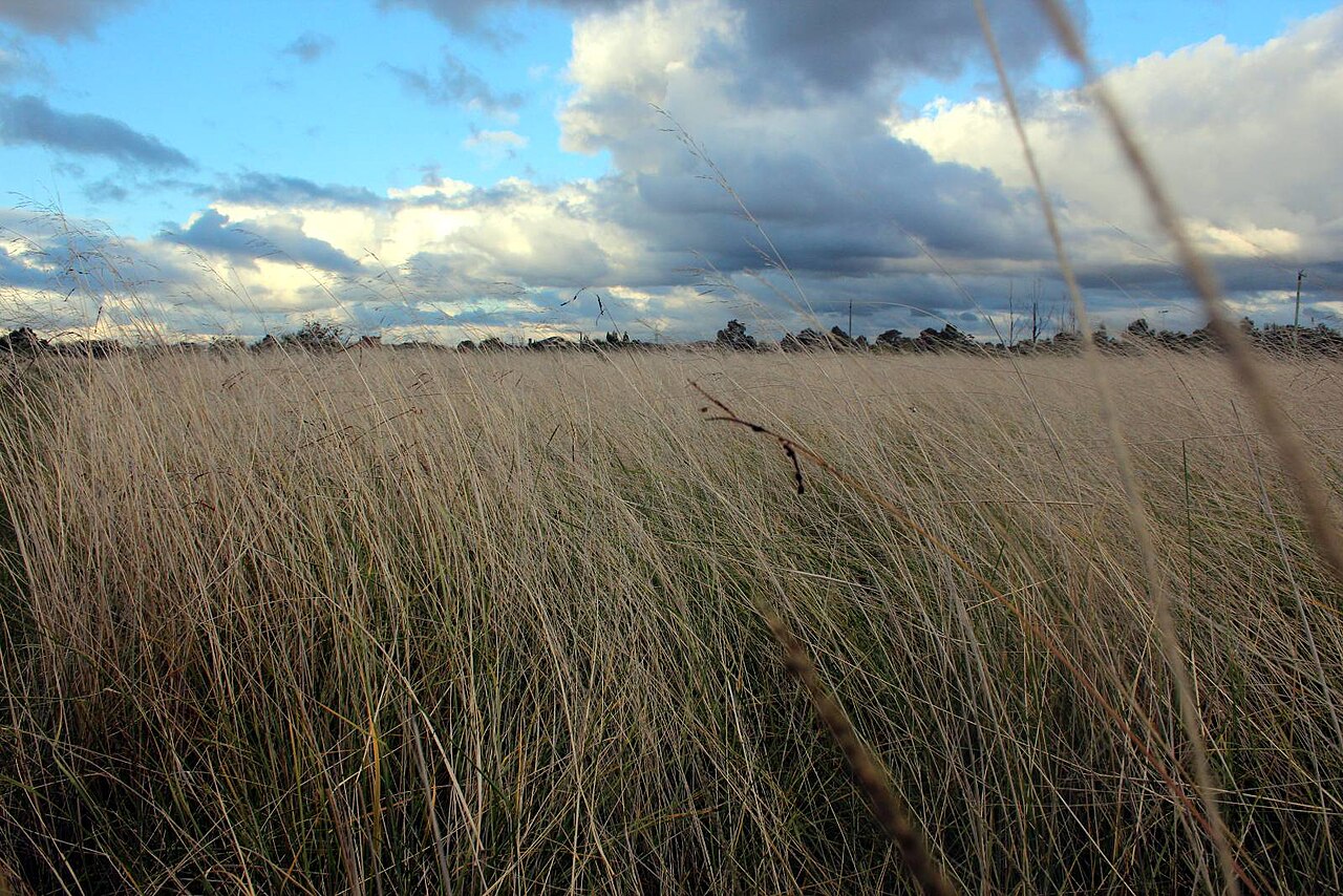 Native grassland at Bababi Djinanang under a cloudy sky
