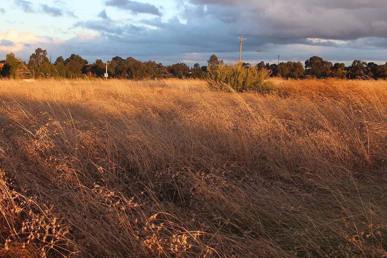 Golden native grassland at Bababi Djinanang at sunset