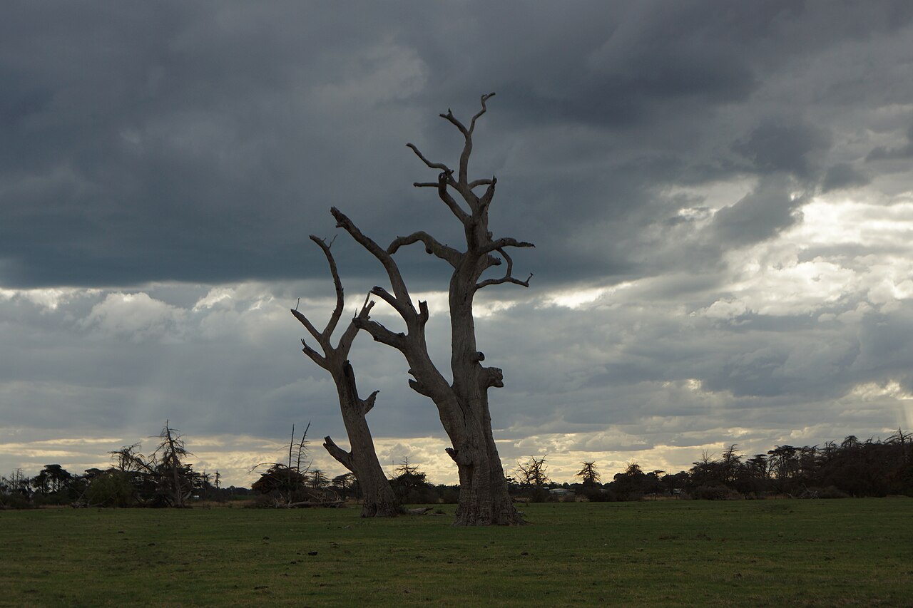 Dead tree standing in open grassland under storm clouds at Bangholme