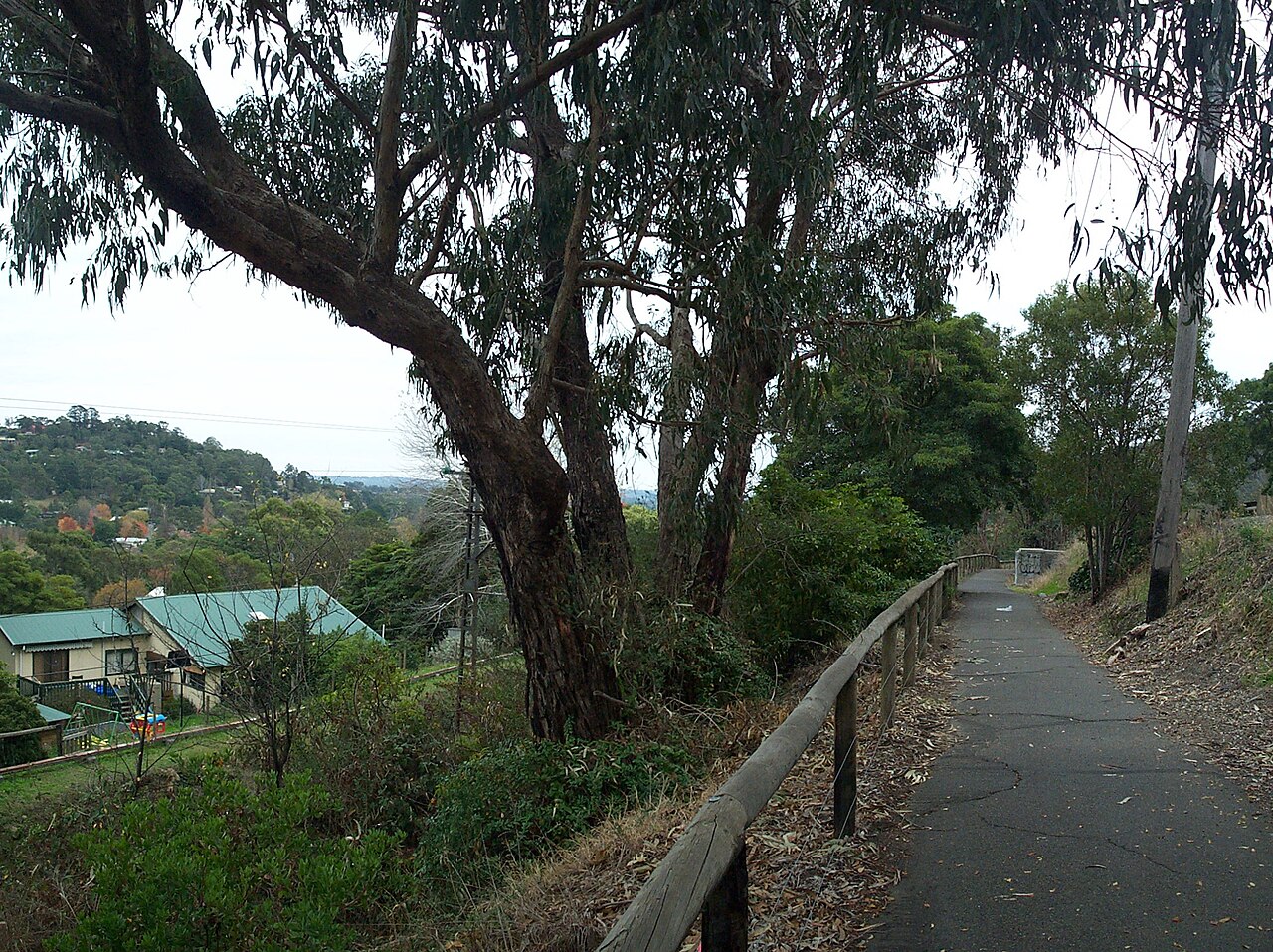 Belgrave rail trail path beside gum trees