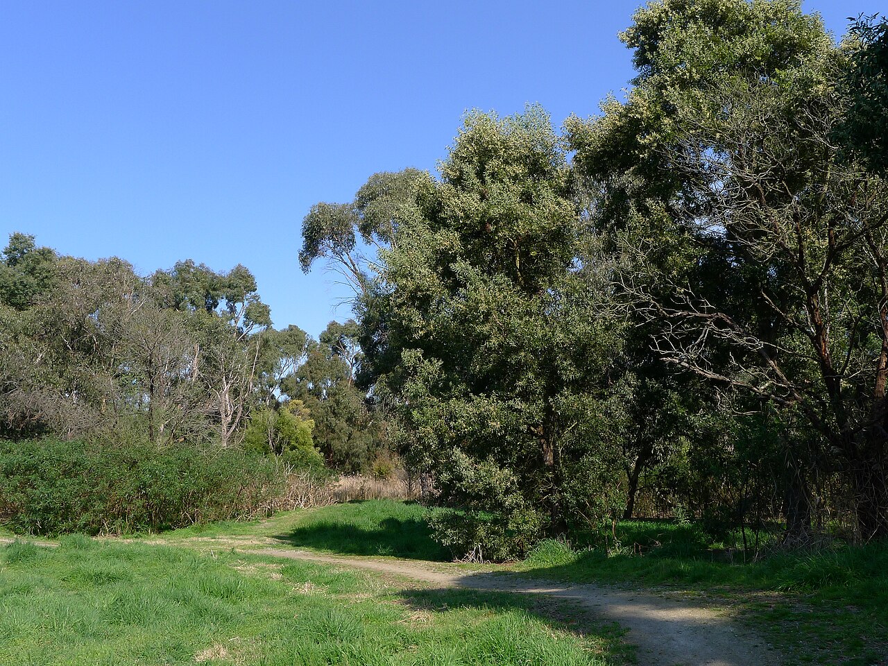 Grassy track through bushland with blackwood trees