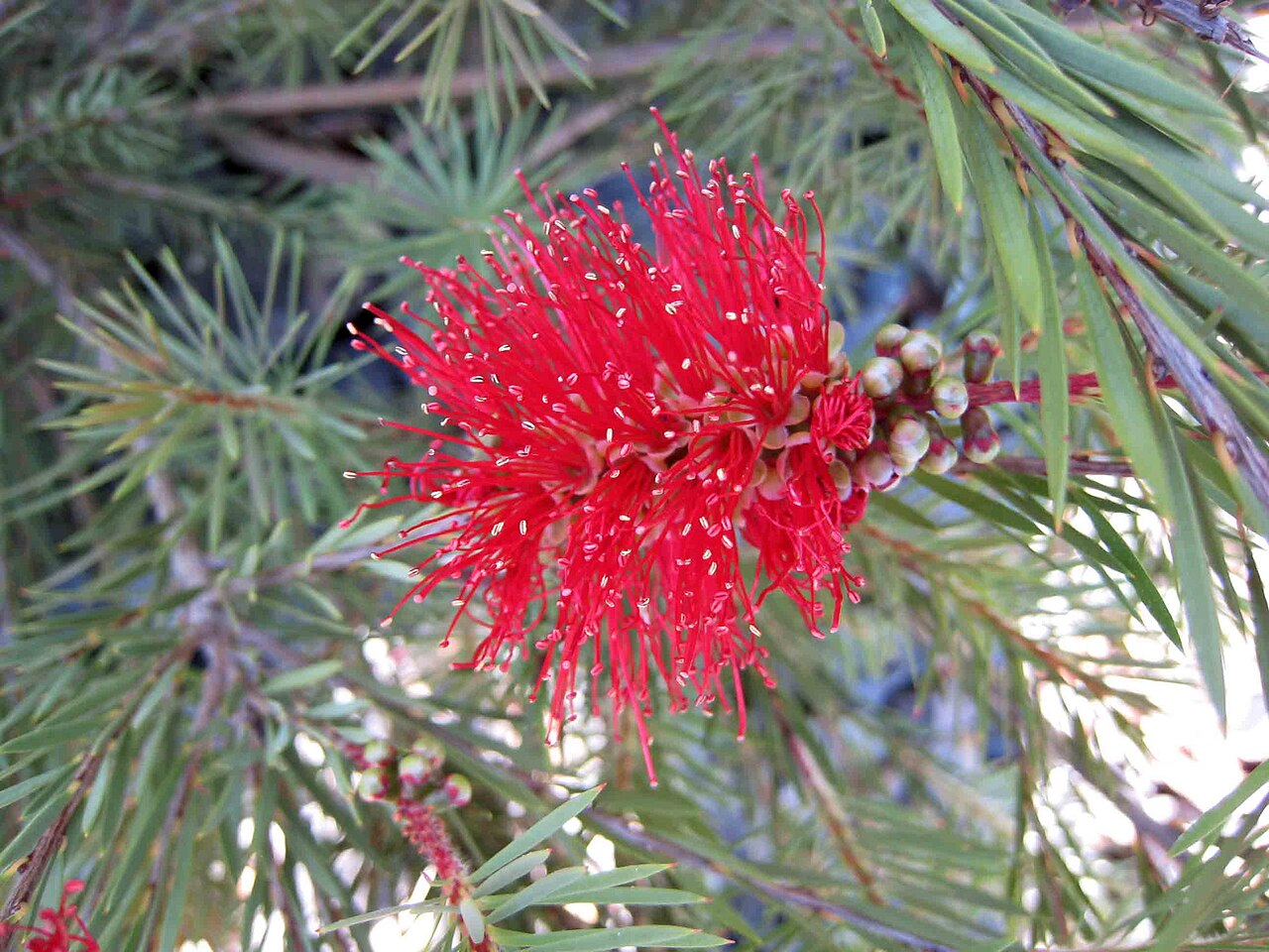 Red bottlebrush flower in close-up