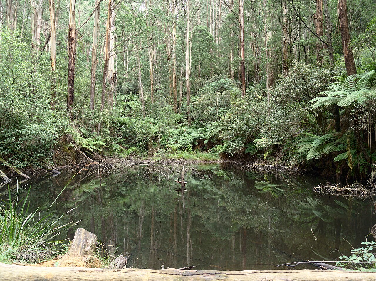 Forest dam surrounded by ferns and tall trees
