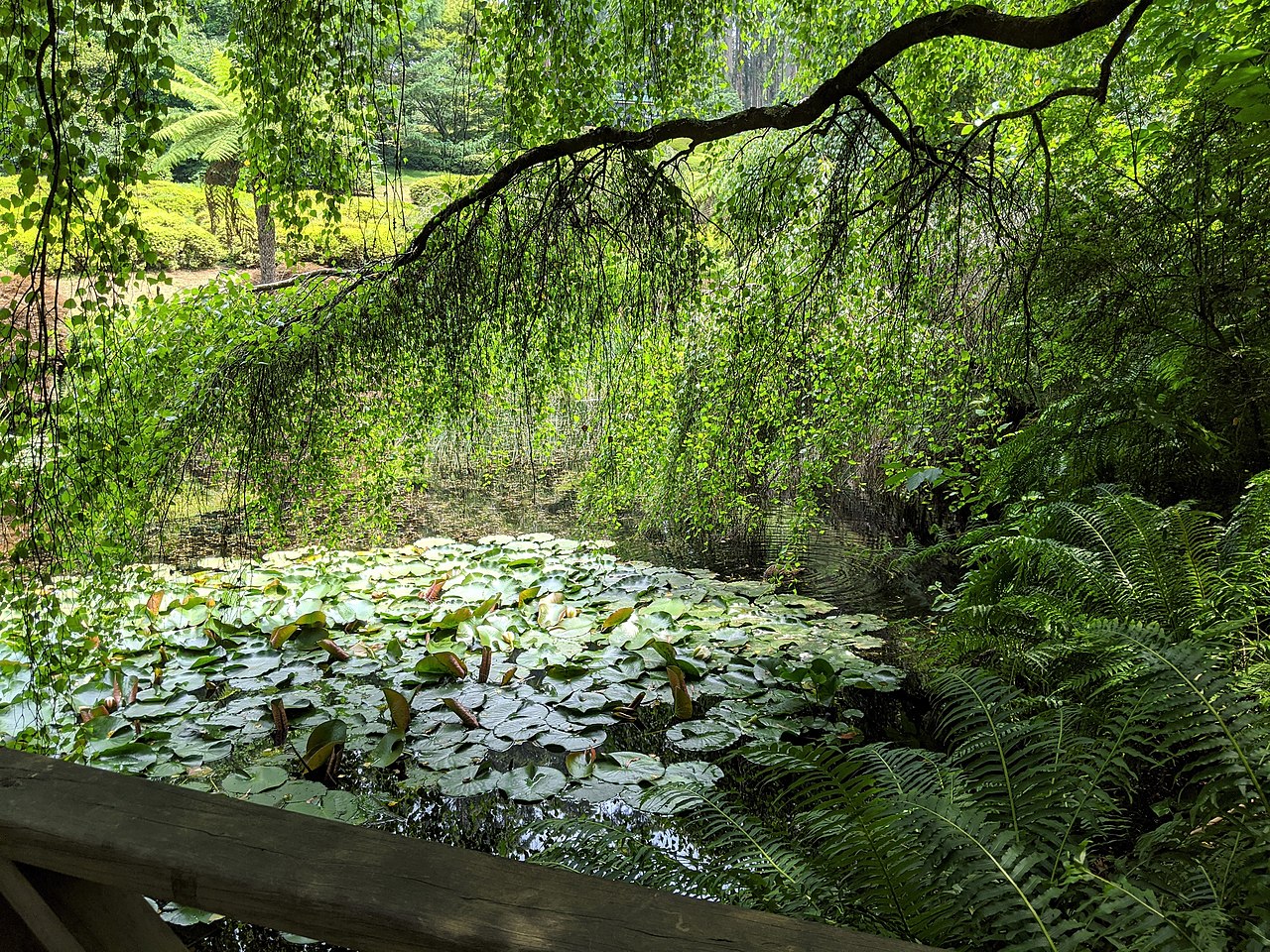 Ferns and white foliage at the Dandenong Ranges Botanic Garden