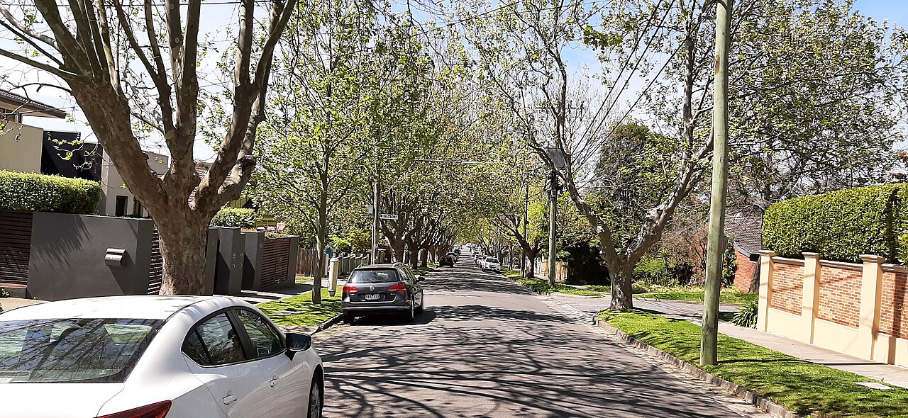 Tree-lined residential street