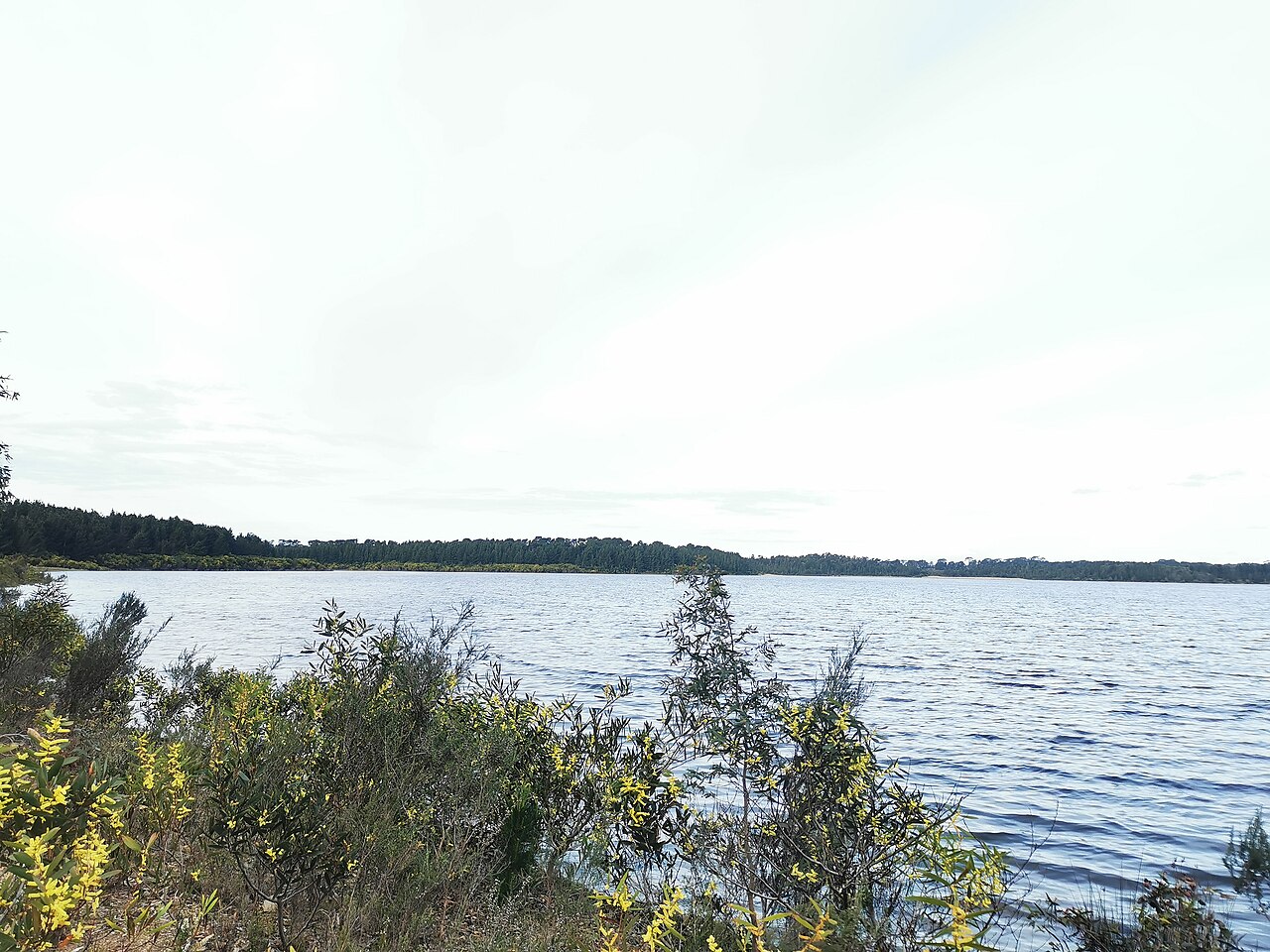 Devilbend lake water and shoreline scrub