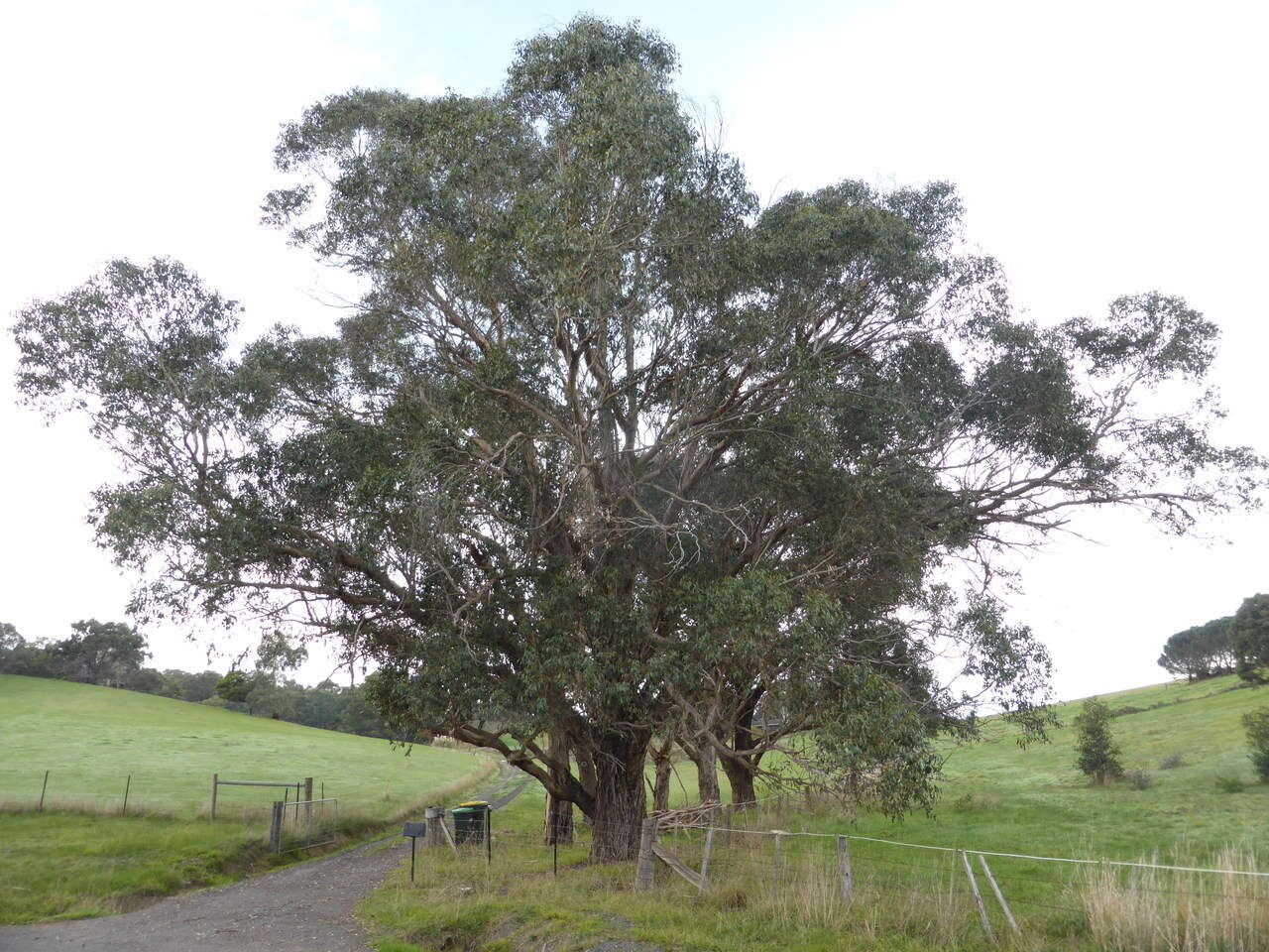 Large eucalyptus tree in a green paddock