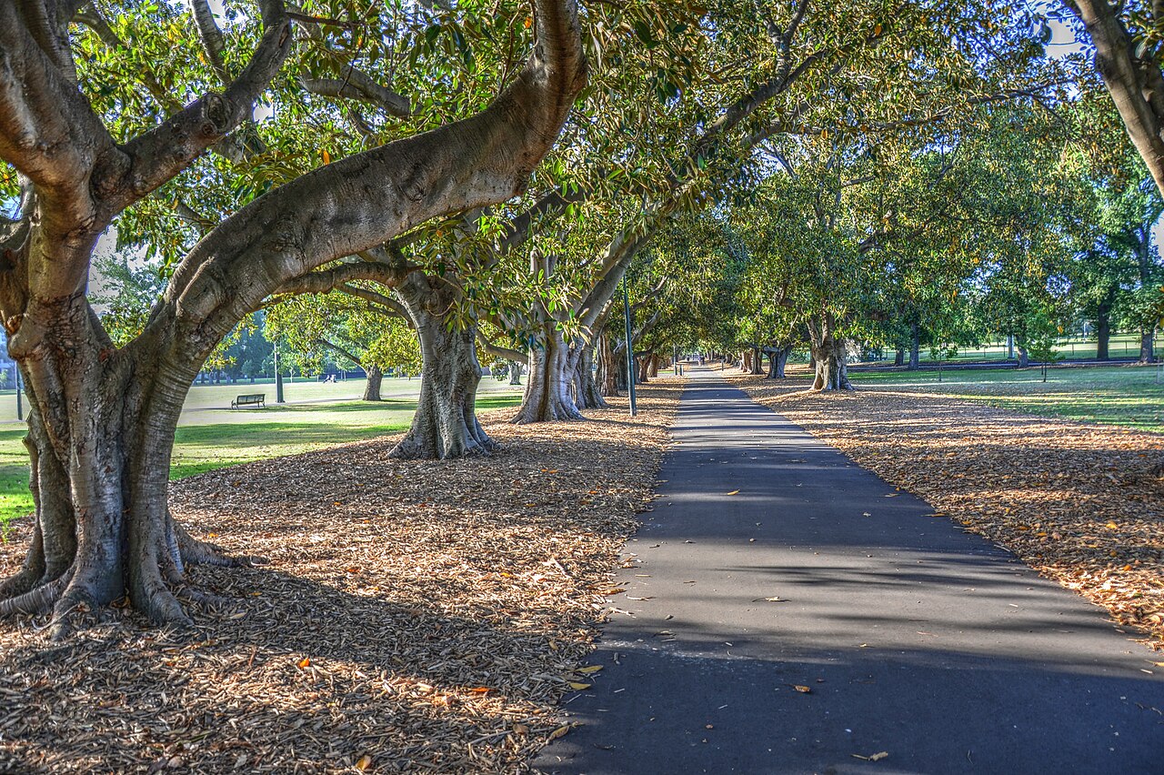Tree-lined avenue in Fawkner Park