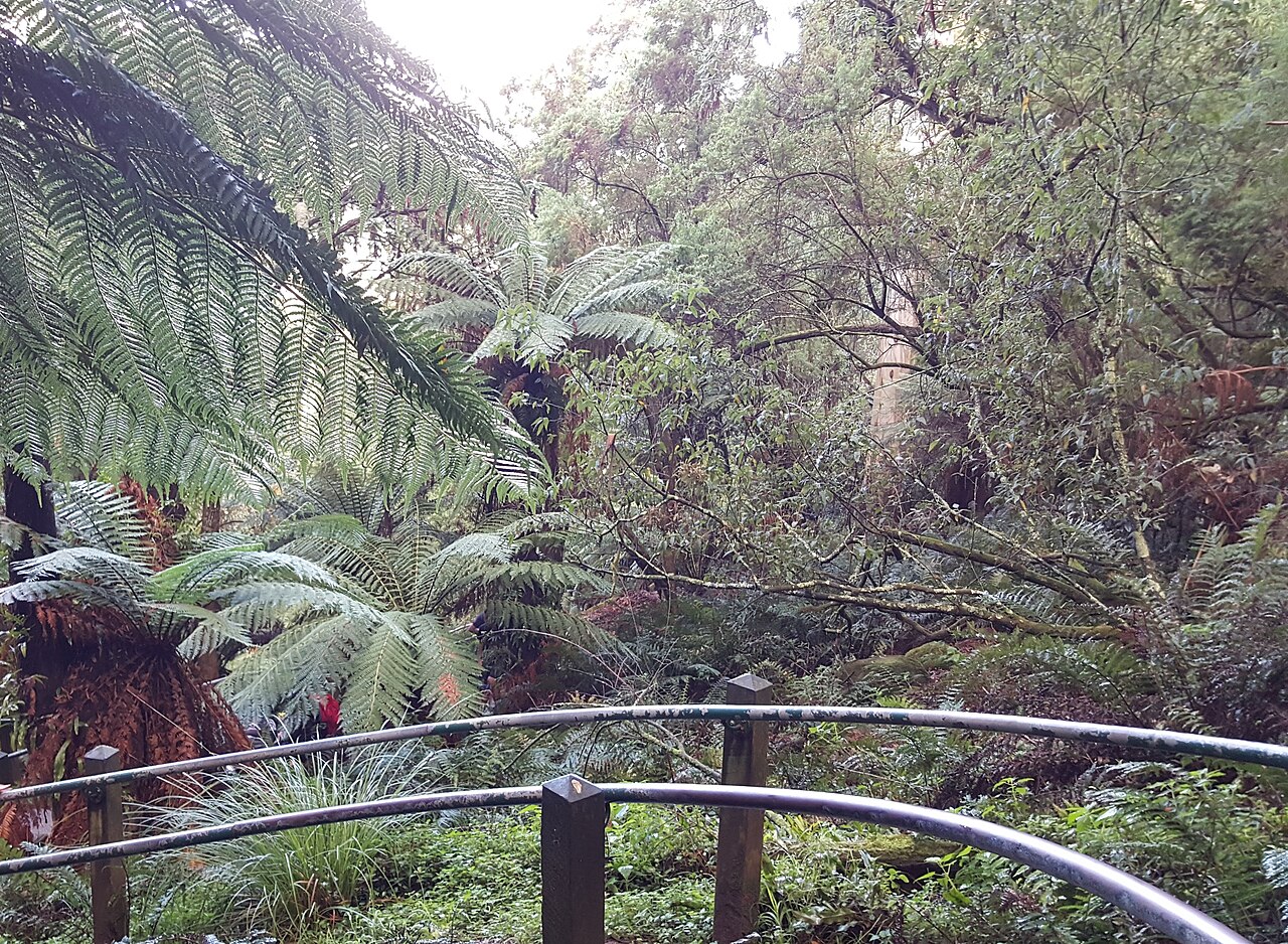 Tree ferns in the Dandenong Ranges