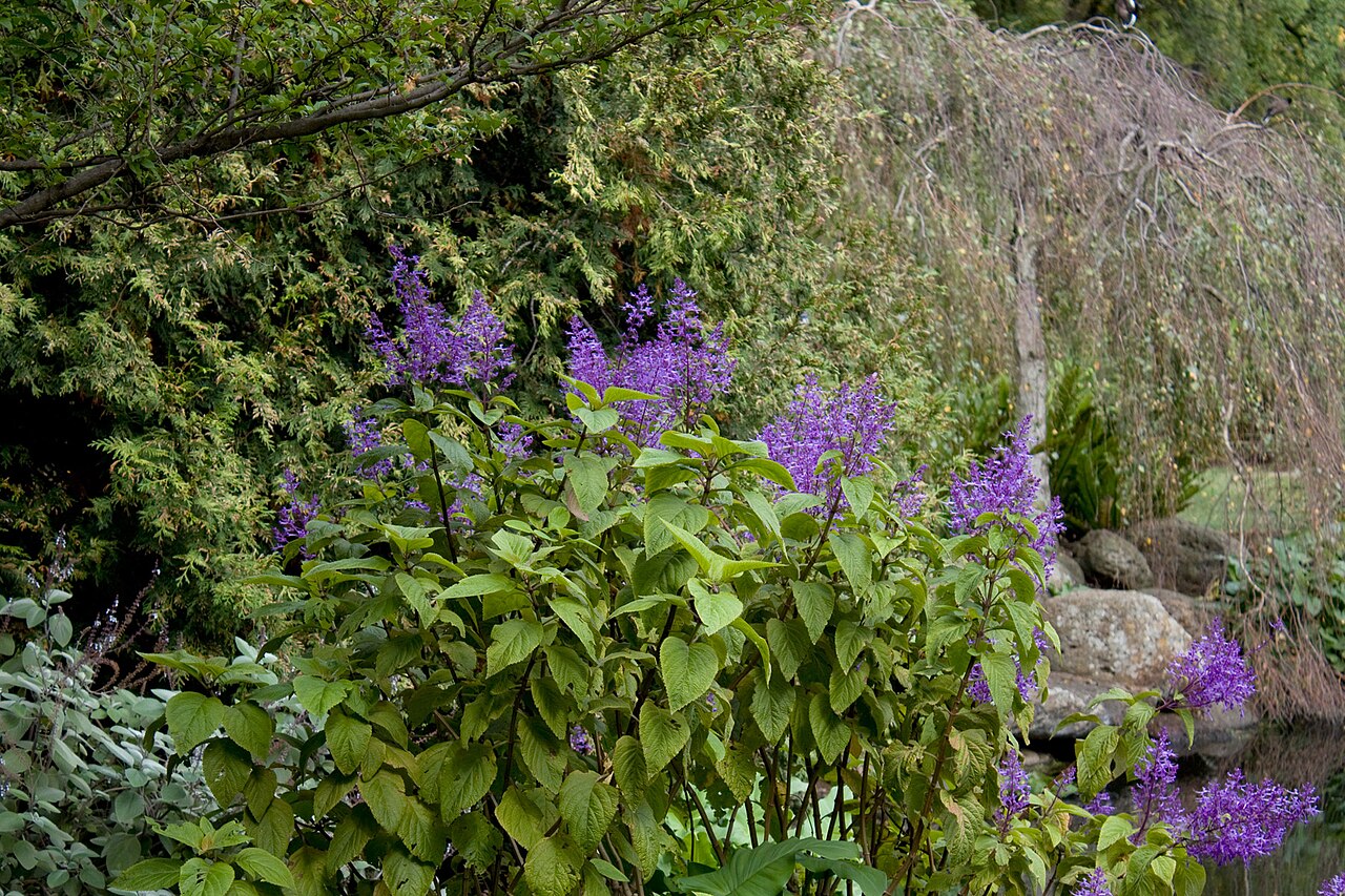 Flower beds under trees in Fitzroy Gardens