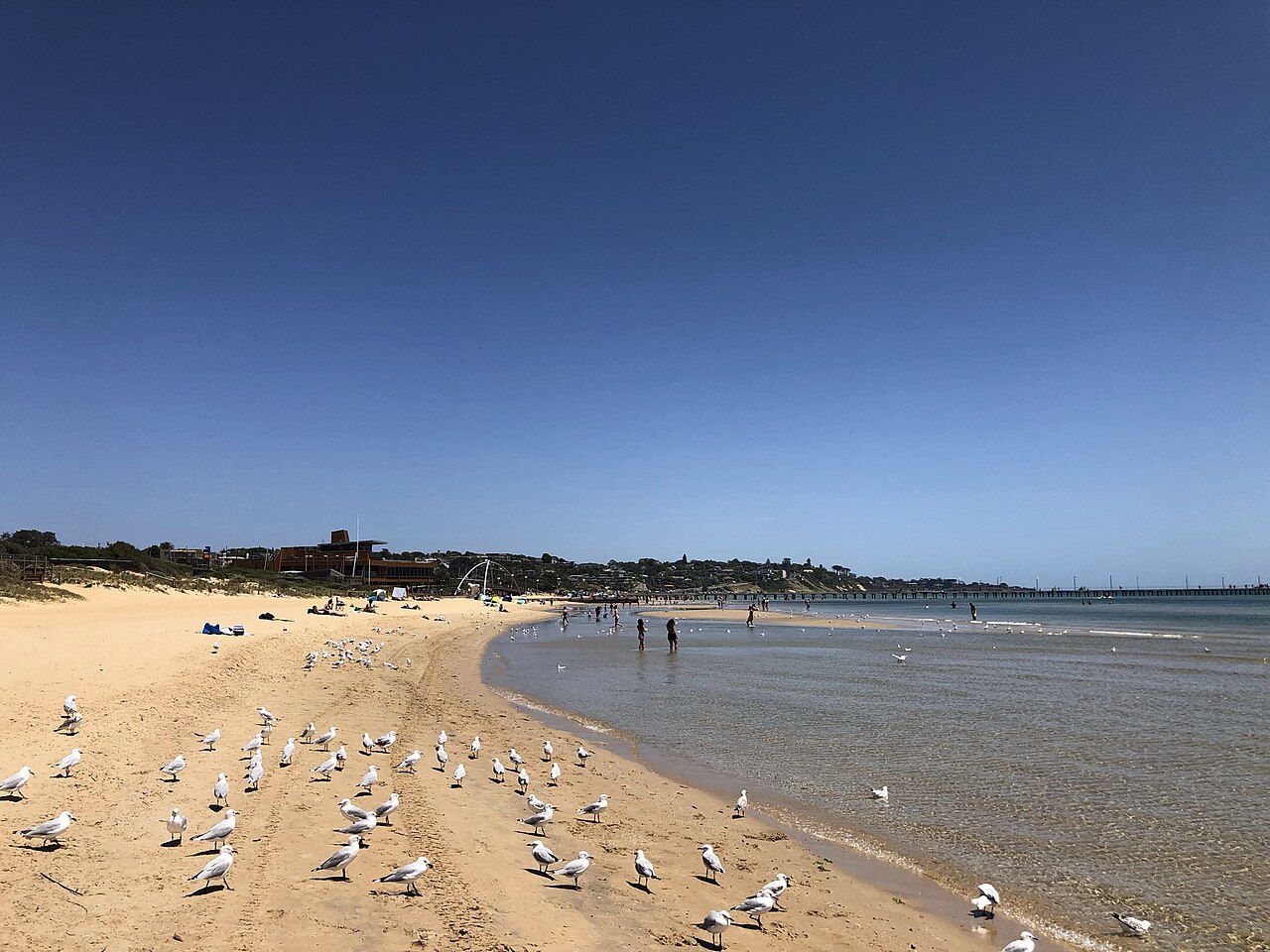 Sandy Frankston Beach with gulls and calm bay water
