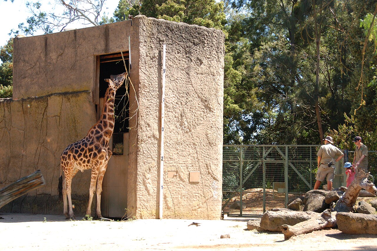 Giraffe beside its shelter in Melbourne Zoo