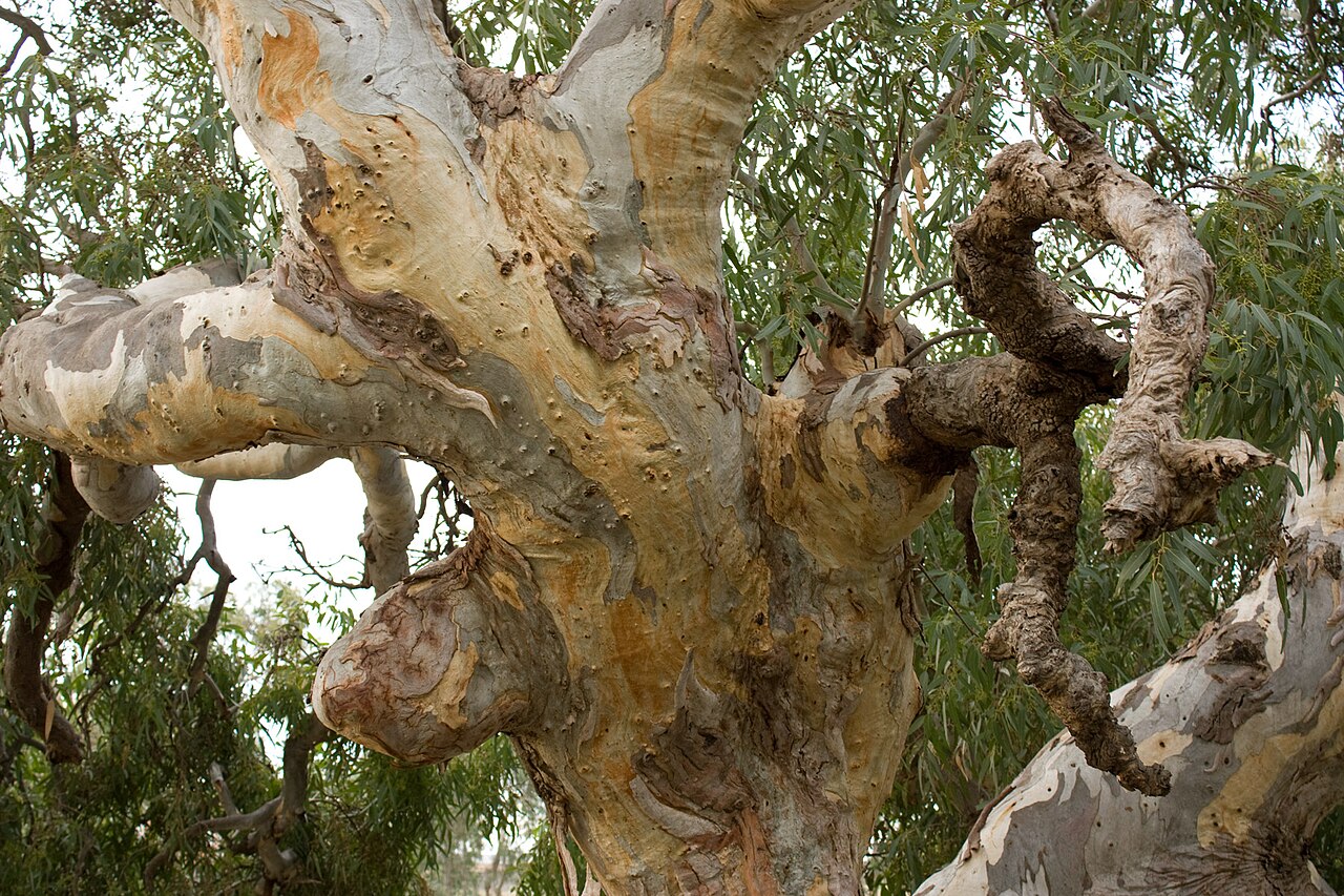 Gnarled red gum tree in Wyndham Vale