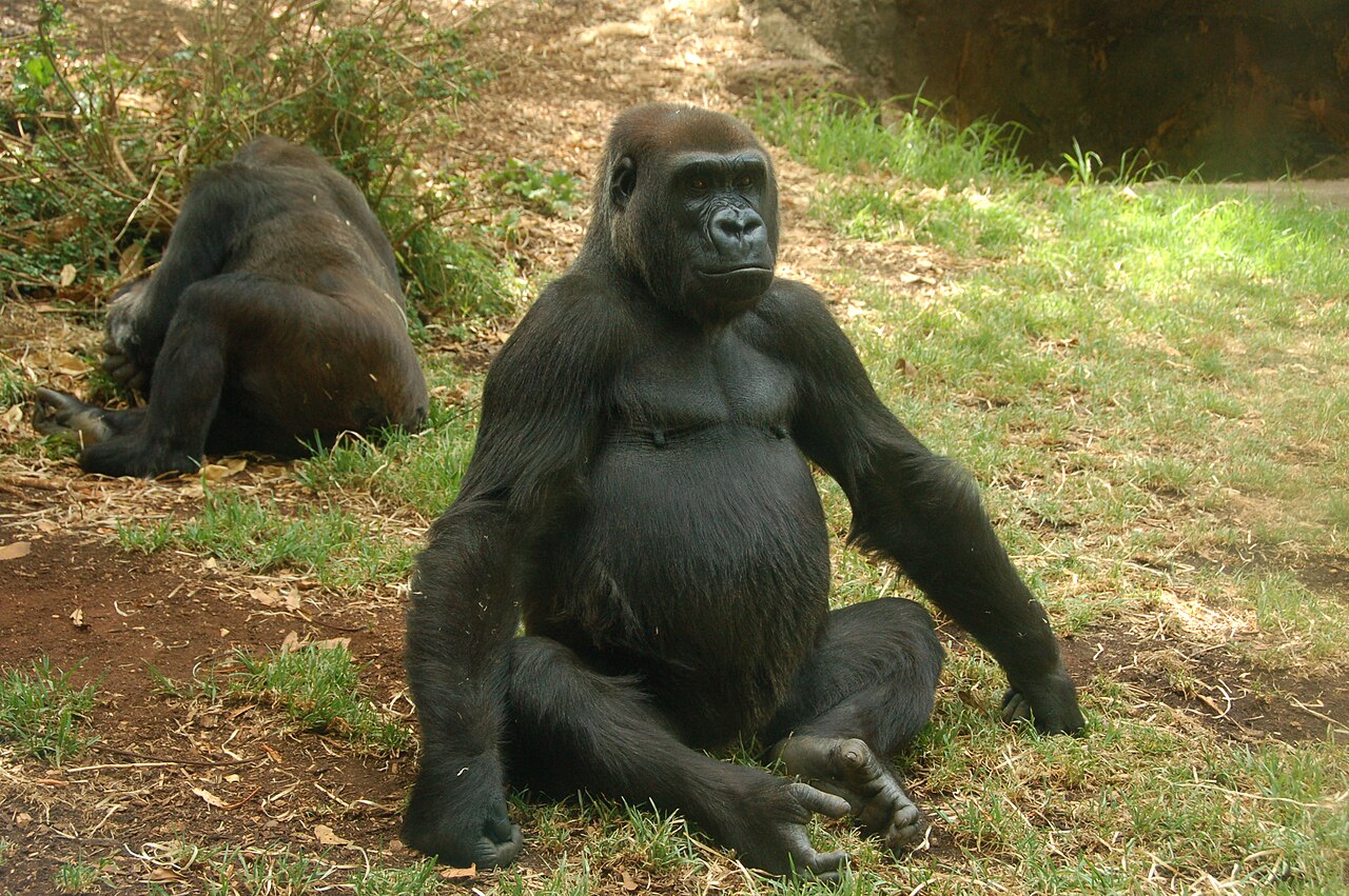 Gorillas in Melbourne Zoo