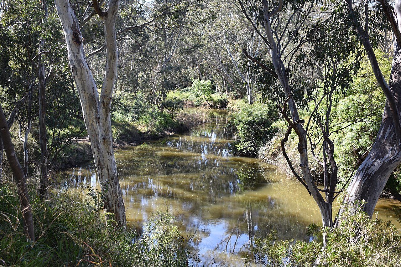 Maribyrnong River among gum trees at Keilor