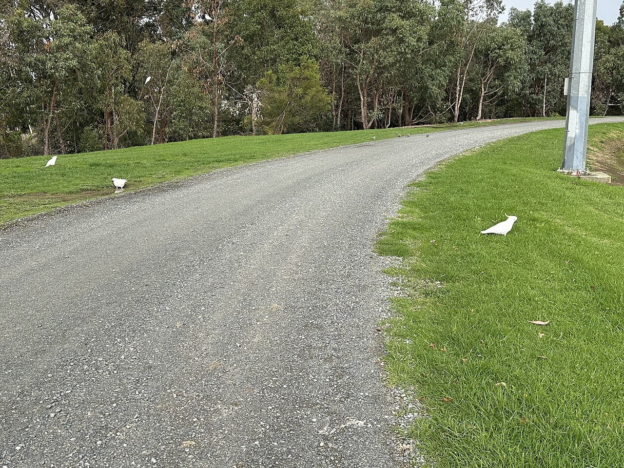 Path through Kilsyth Recreation Reserve with trees