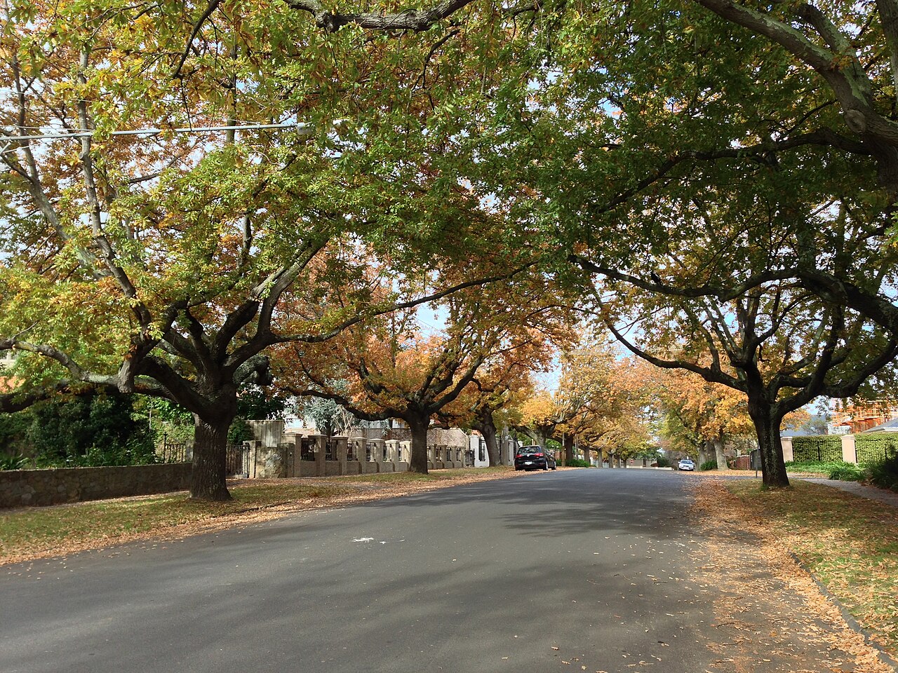 Knutsford Street, Balwyn, lined with autumn trees