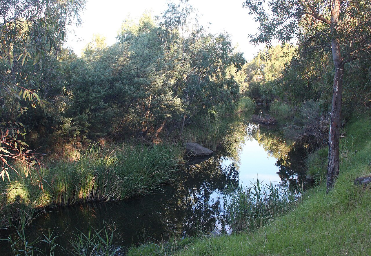Late afternoon light filtering through creekside trees