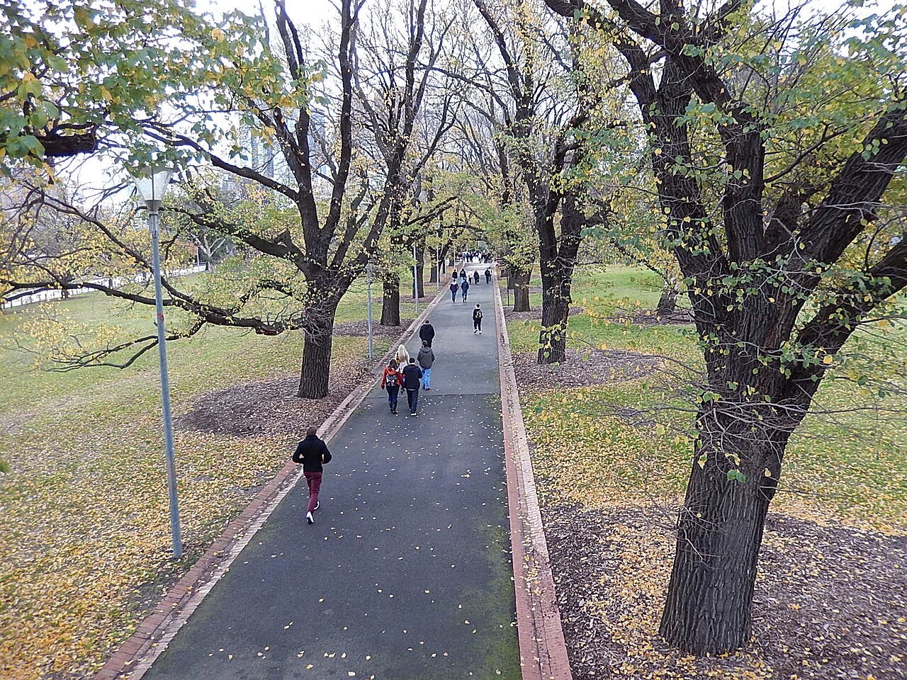 Tree-lined path covered in autumn leaves