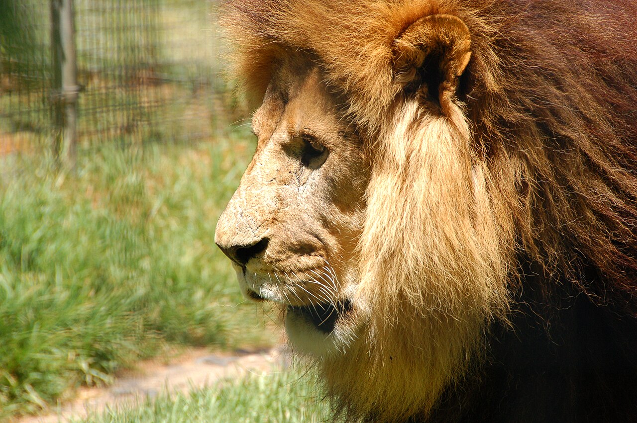 Close-up of a lion resting on grass