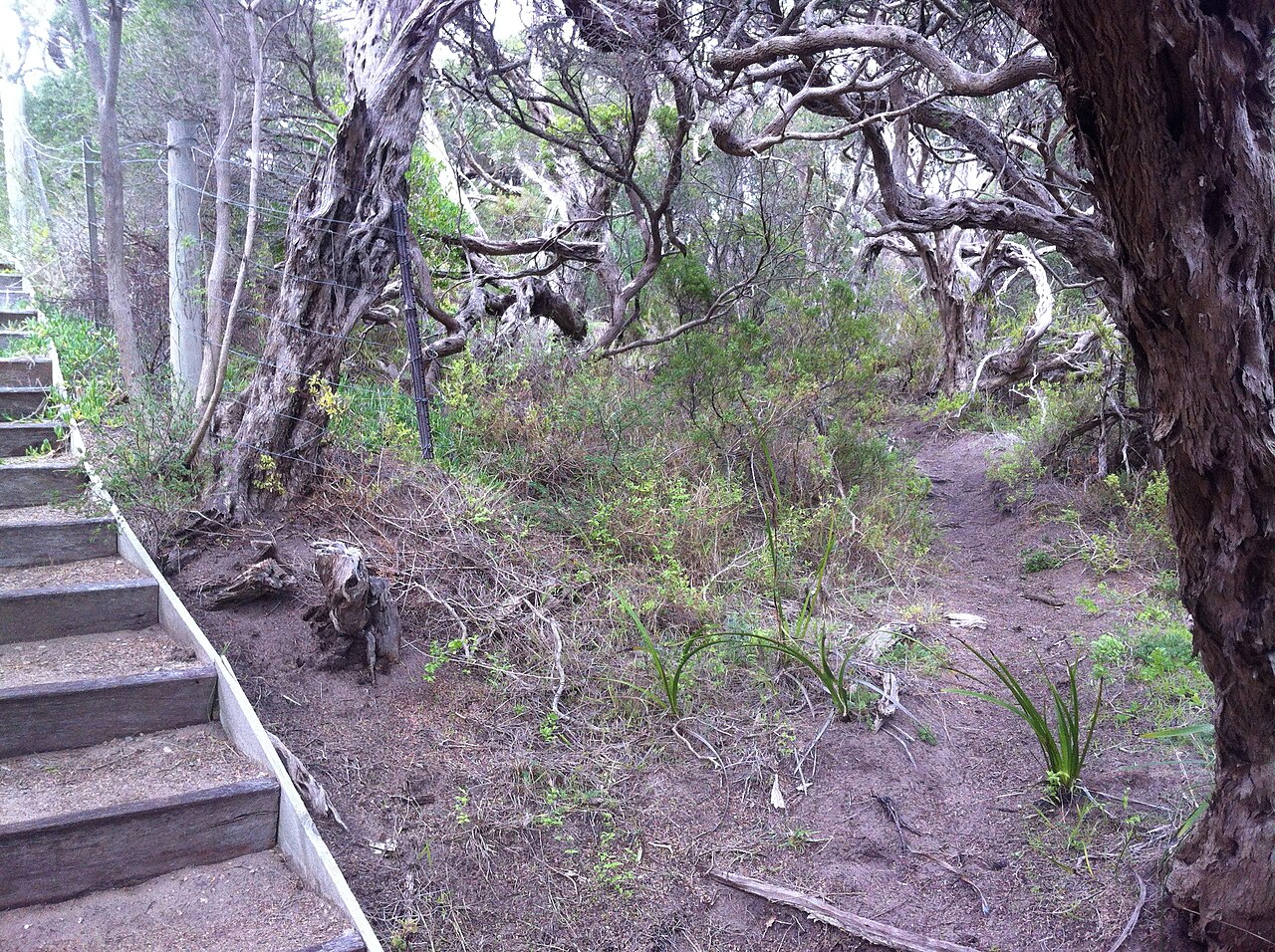 Steps among moonah trees in Blairgowrie