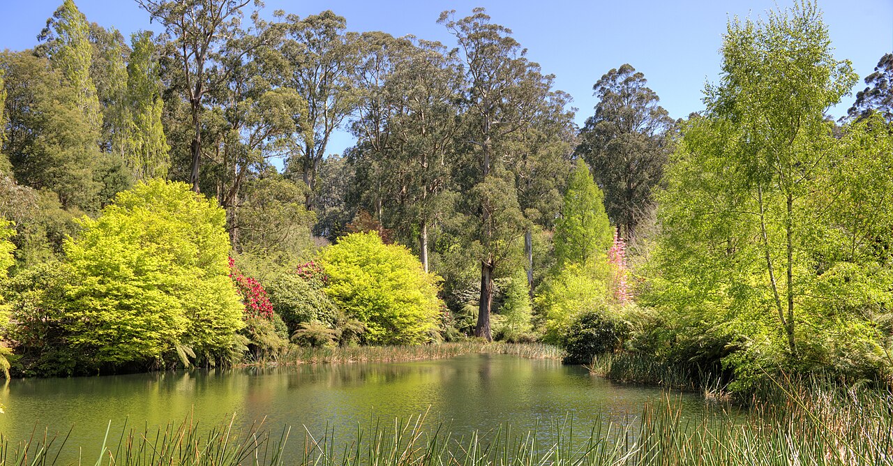 Pond and trees at the National Rhododendron Garden