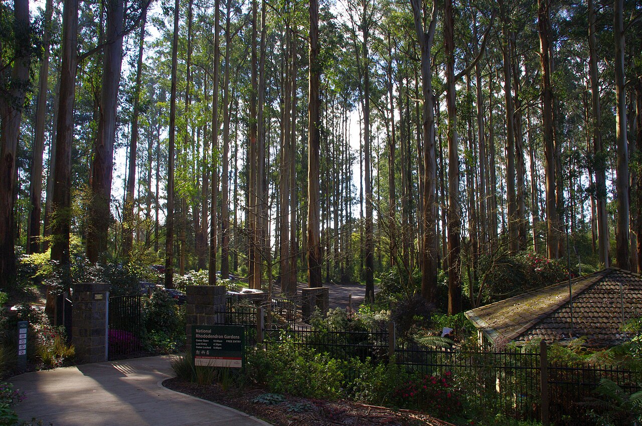 Path through tall forest at the National Rhododendron Gardens, Olinda