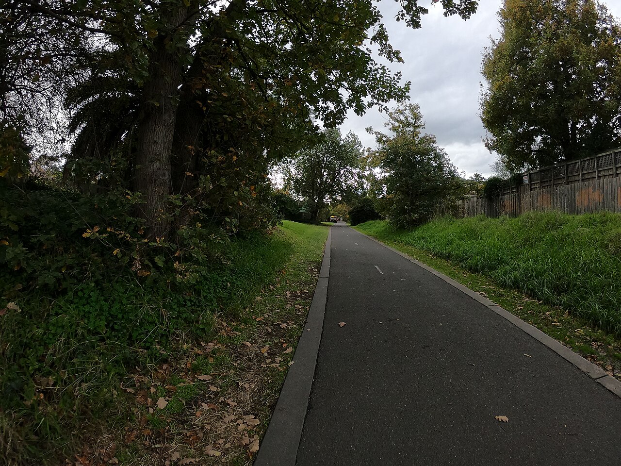 Outer Circle Trail through trees in Deepdene