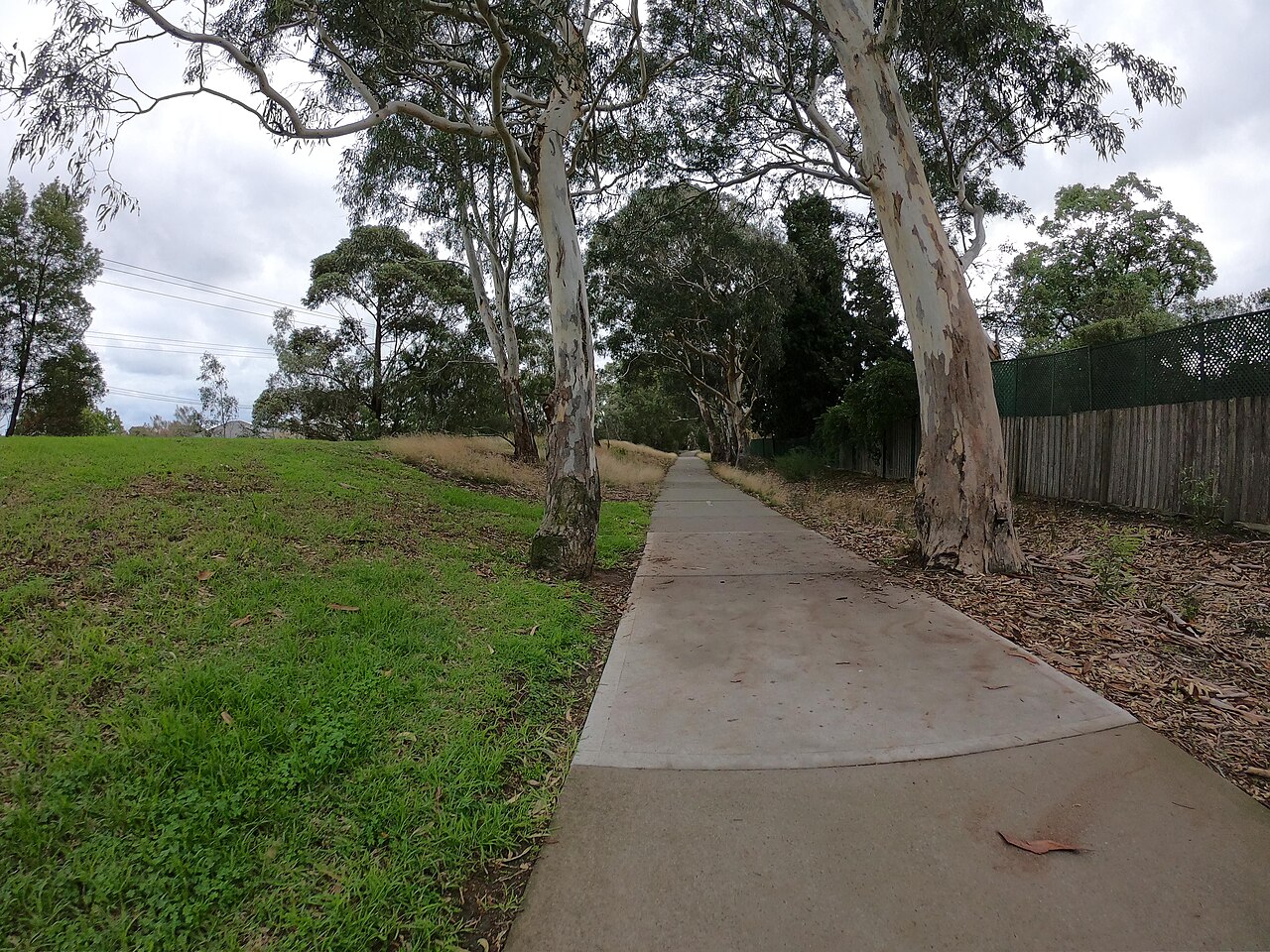 Outer Circle Trail path under gum trees, East Kew