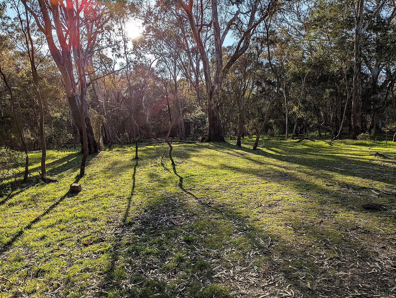 Sunlit open woodland in a wildlife reserve