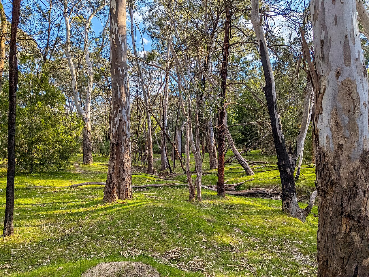 Eucalypt woodland in Gresswell wildlife reserve