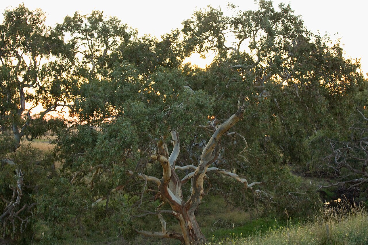 Red gums in late afternoon light