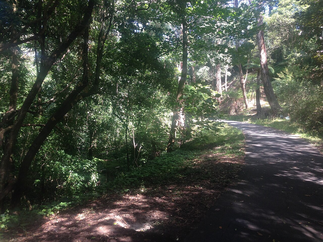 Tree-lined Ringwood-Belgrave Rail Trail in Belgrave