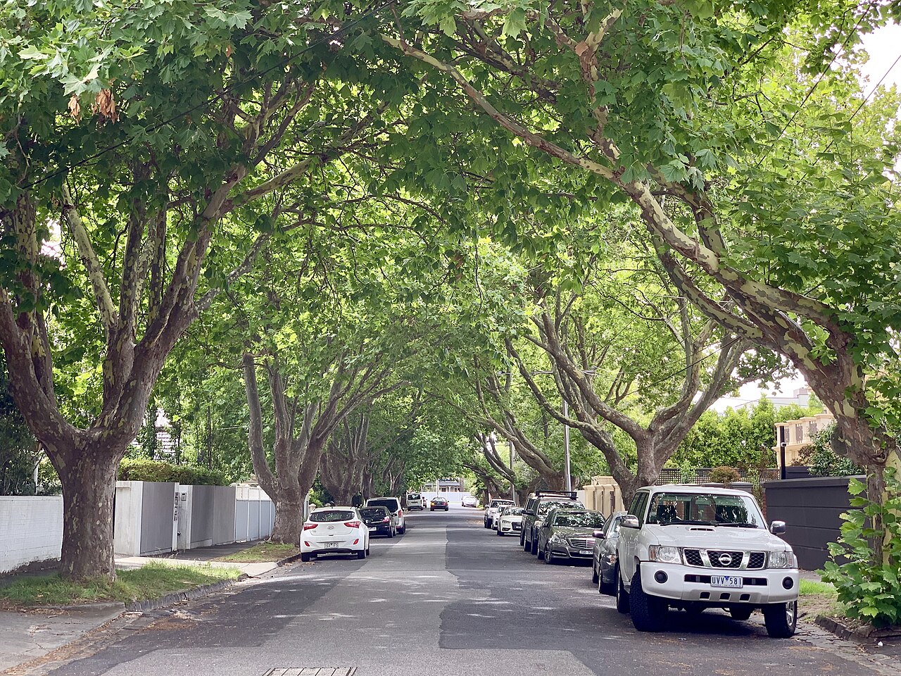 Tree-lined street in Brighton