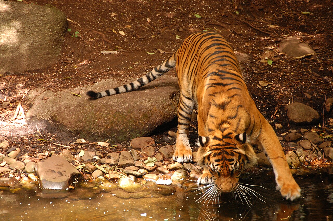 Sumatran tiger drinking at water
