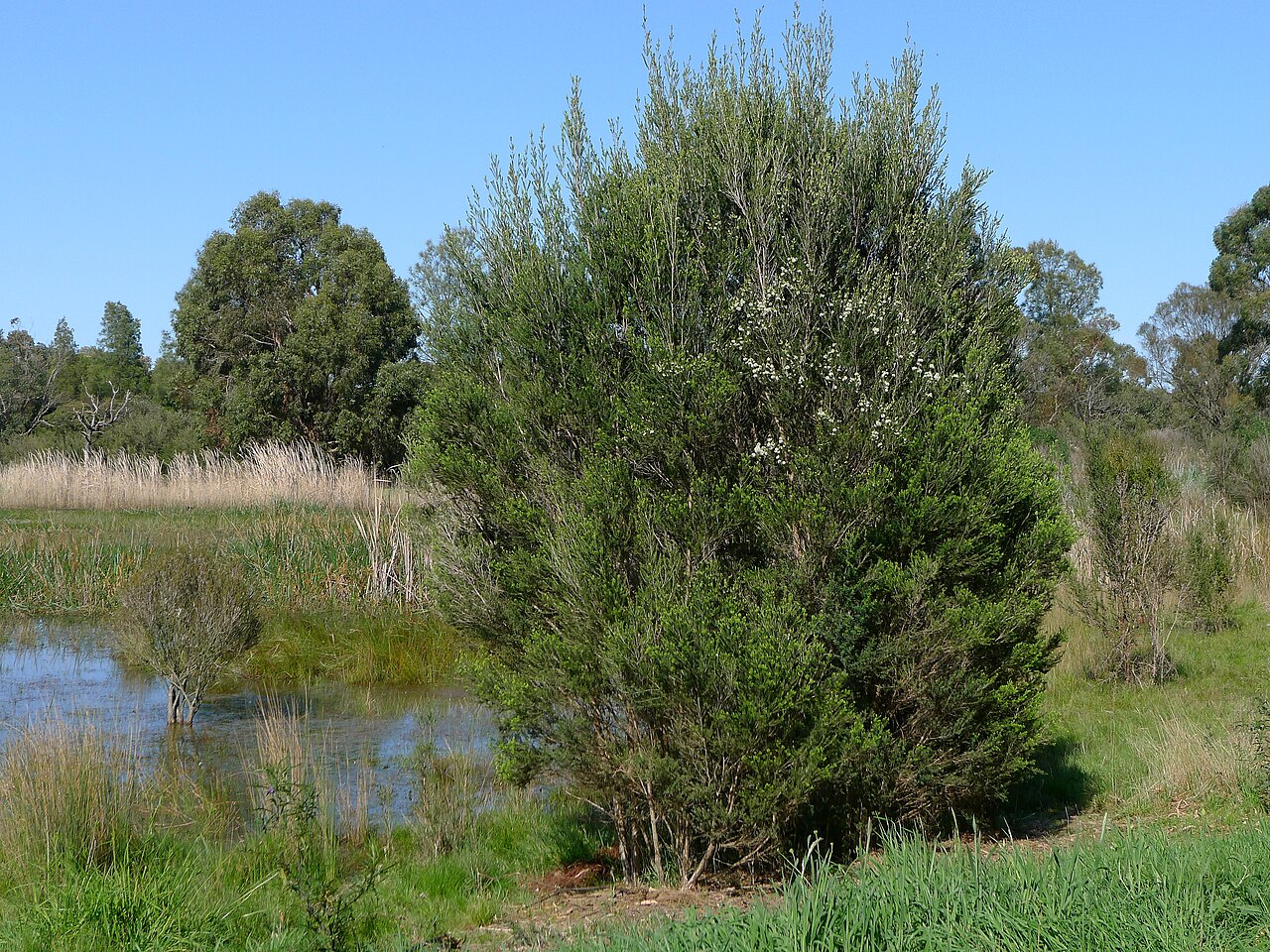 Swamp paperbark tree beside a reedy wetland