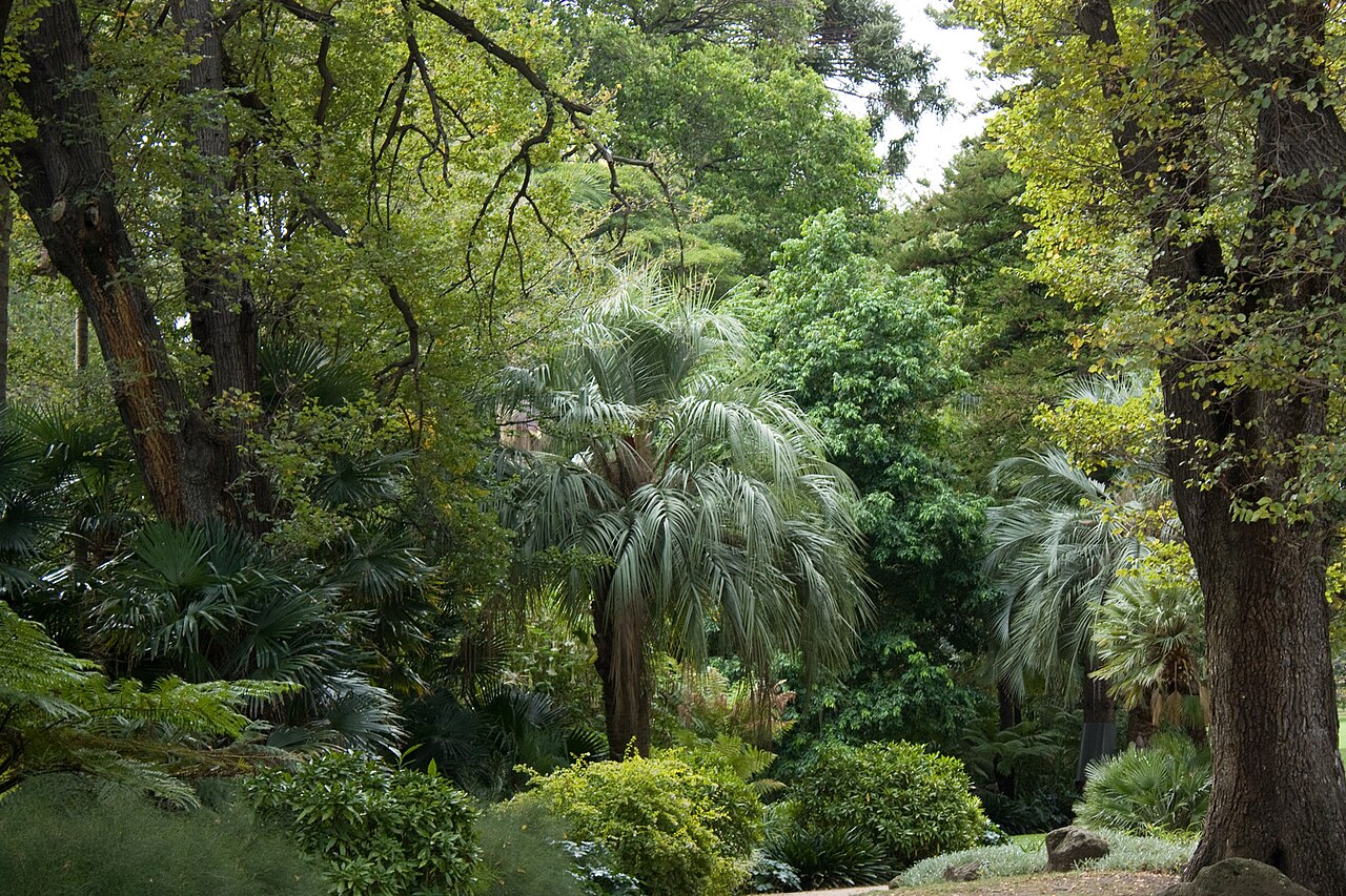 Tall trees and palms in Fitzroy Gardens, Melbourne