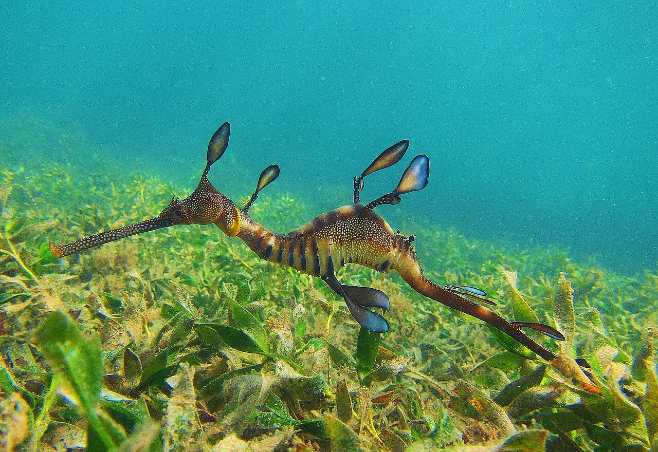 Weedy sea dragon among seagrass