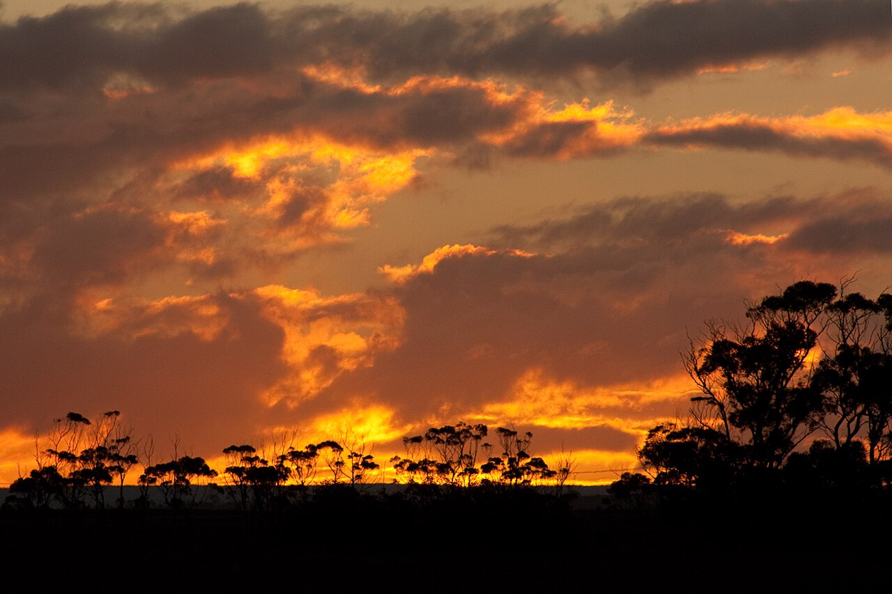 Winter sunset over trees at Manor Lakes