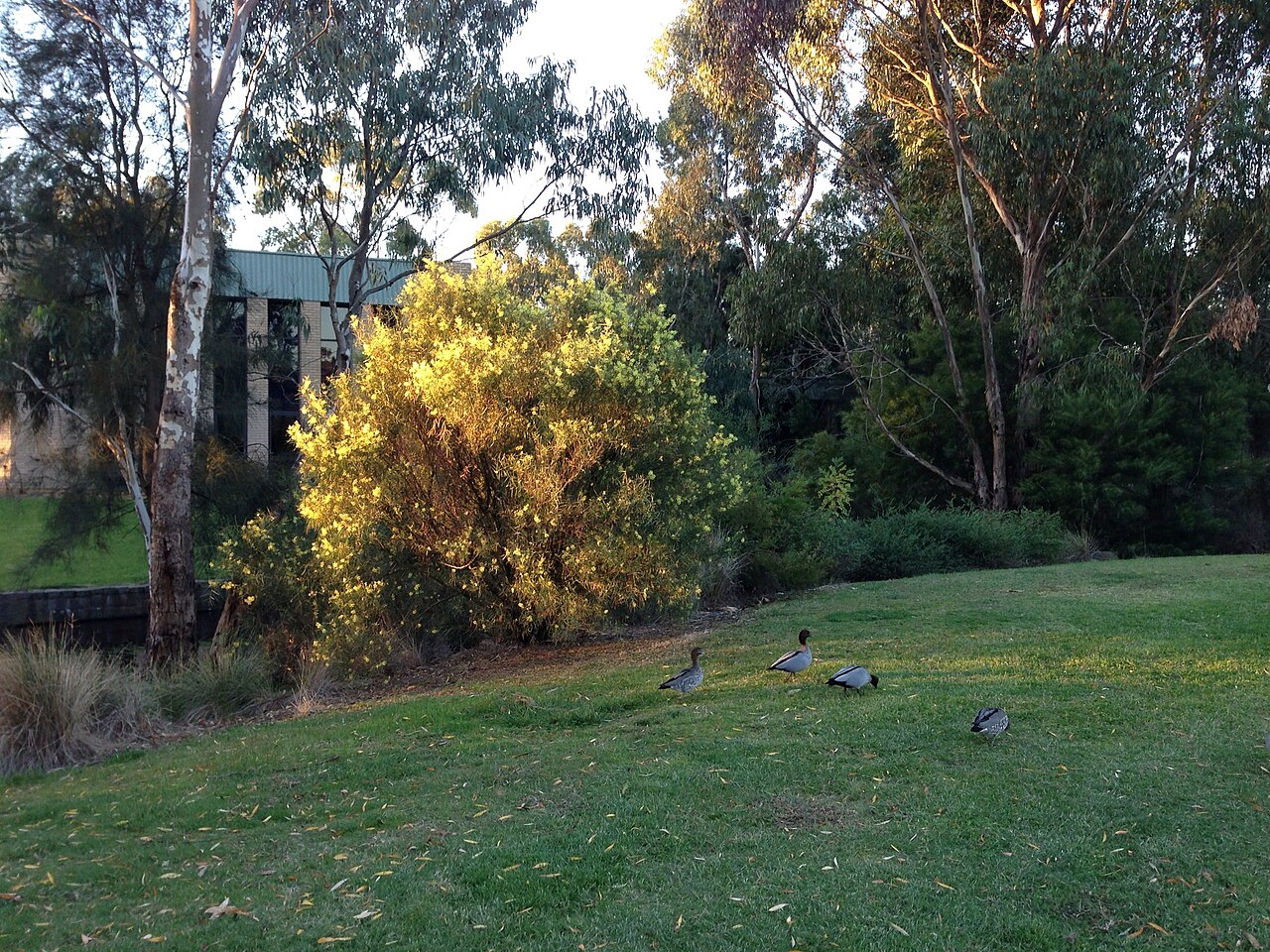 Wood ducks on parkland lawns at La Trobe University