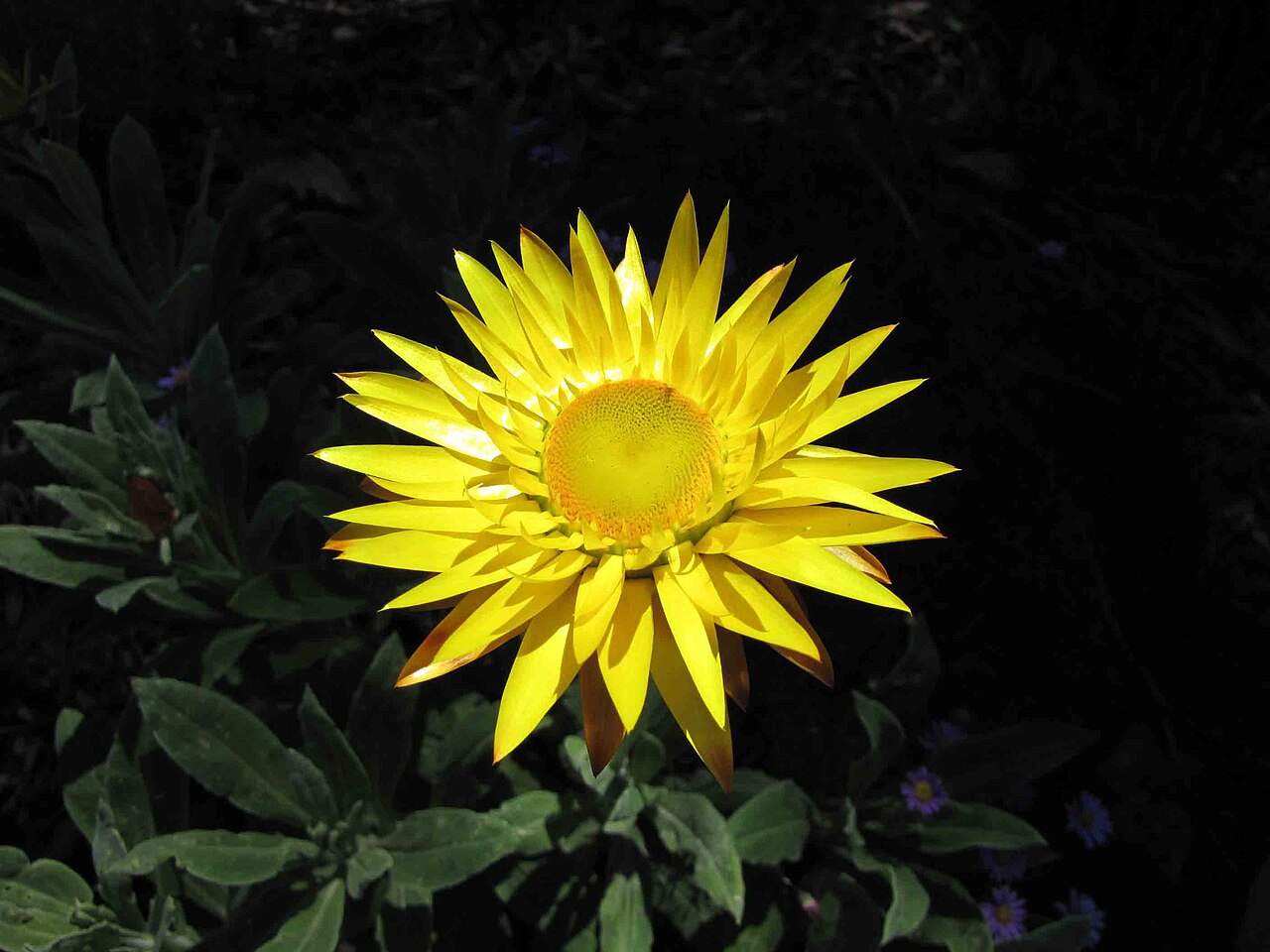 Bright yellow paper daisy against a dark background