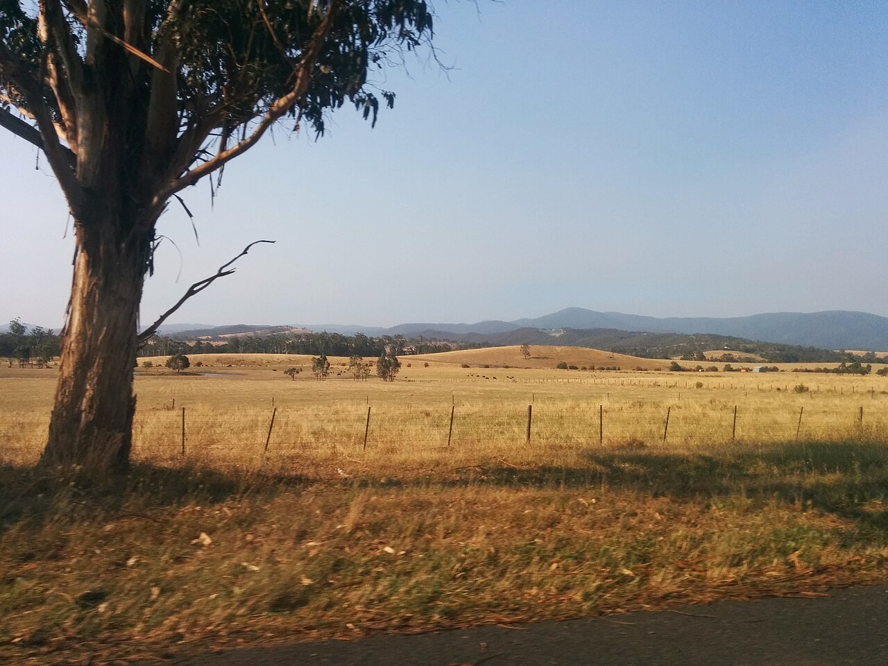 Gum tree and dry golden paddock with ranges beyond in the Yarra Valley