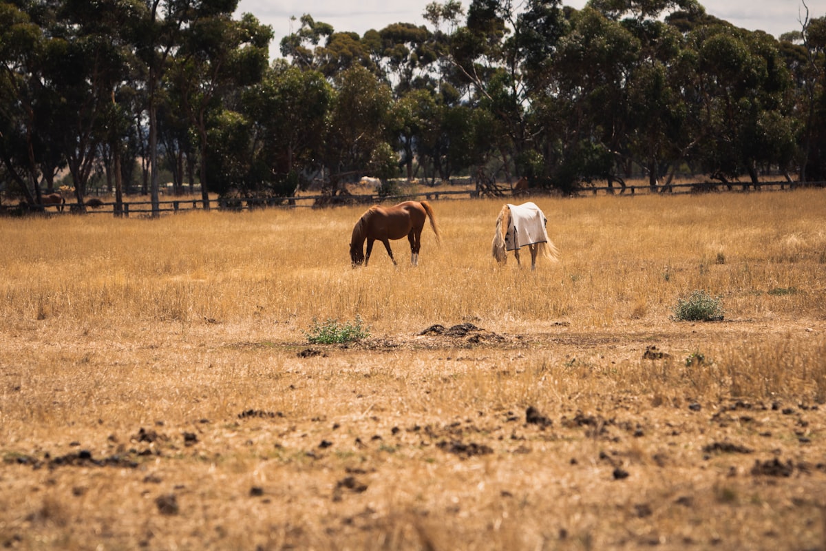 Best Parks in Cranbourne East Melbourne — 2026 Guide