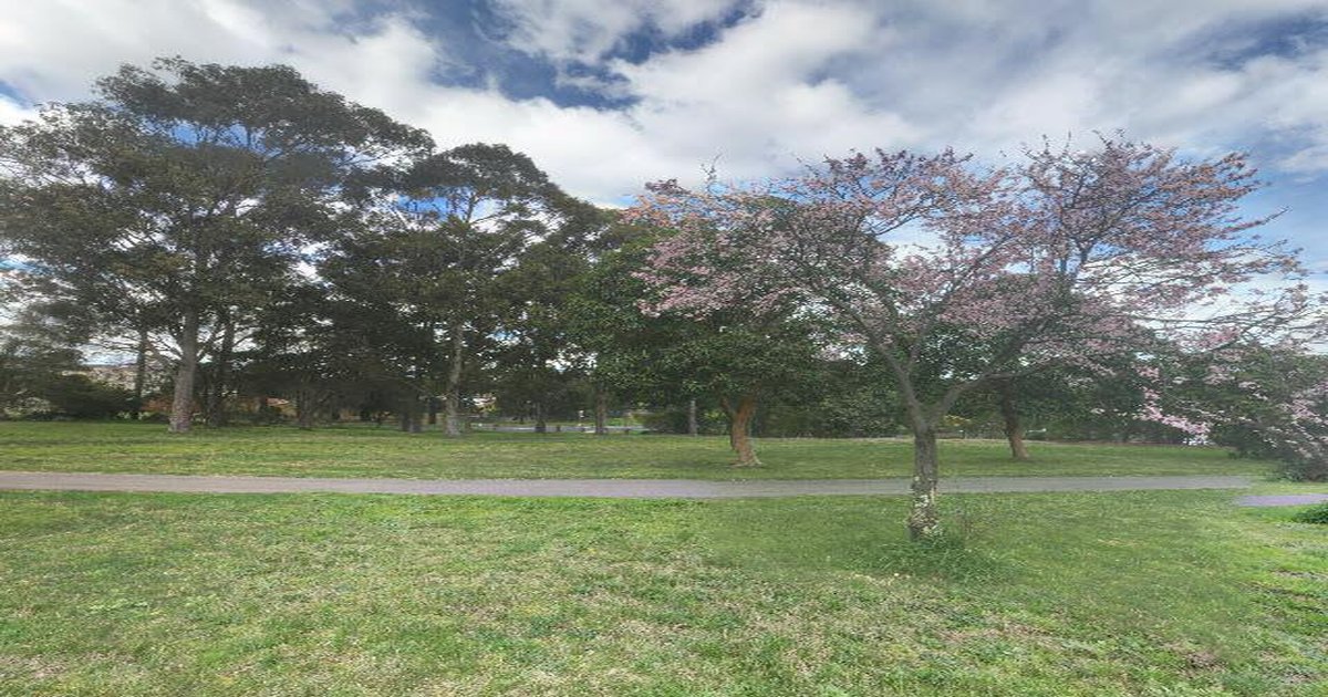 Best Dog Friendly Guide in Doncaster East Melbourne — 2026 Guide