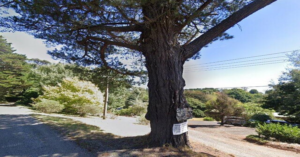 Best Brunch in Emerald (2026) — 15 Spots Ranked